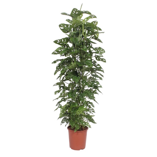 "Monstera Monkey Leaf Rankgitter - 180 cm - ø27 image"