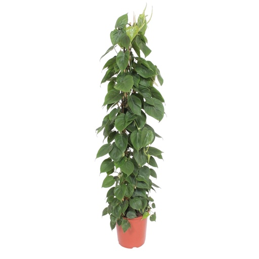 "Philodendron Scandens Drahtgittergestell - 150 cm - ø27 image"