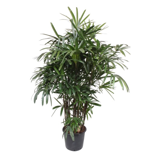 "Rhapis Excelsa - 200 cm - ø34 image"