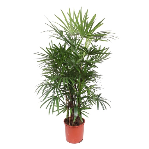 "Rhapis Excelsa - 190 cm - ø34 image"