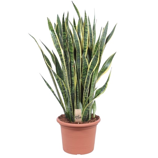 "Grüner Bogenhanf (Sansevieria laurentii) – pflegeleichte Zimmerpflanze, Höhe ca. 100 cm image"