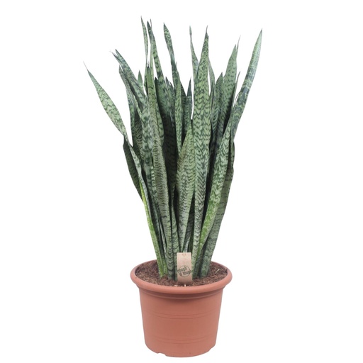 "Ceylon-Bogenhanf (Dracaena zeylanica) – pflegeleichte Zimmerpflanze, Höhe ca. 110 cm image"