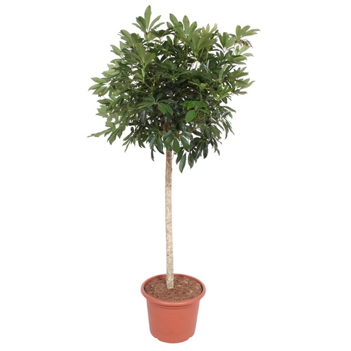 "Schefflera Arboricola Compacta Baum - 190 cm - ø45 image"