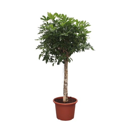 "Strahlenaralie (Schefflera arboricola) – pflegeleichte Zimmerpflanze, Höhe ca. 190 cm image"