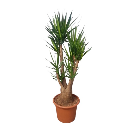 "Yucca Elephantipes branched - 190 cm - ø55 image"