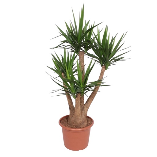 "Yucca Elephantipes branched - 170 cm - ø45 image"