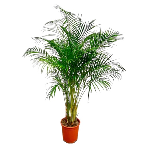 "Dypsis Lutescens (Areca Palm) - 160 cm - ø27 image"