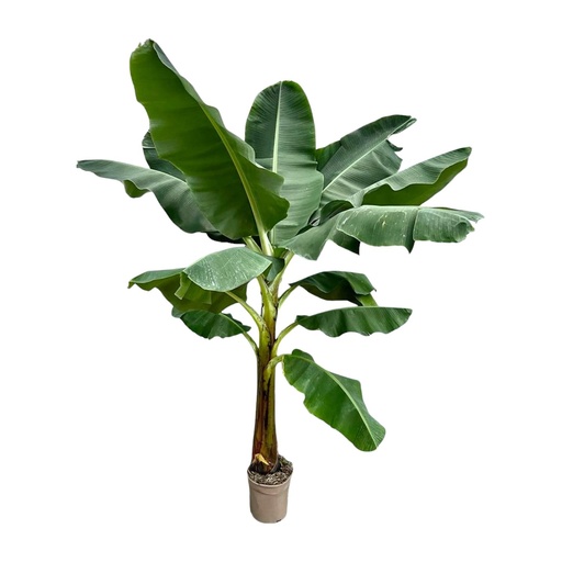 "Bananenpflanze (Musa) - 250 cm - ø30 image"