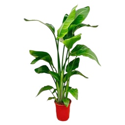 Baumstrelitzie 'Nicolai' (Strelitzia nicolai) – pflegeleichte Zimmerpflanze, Höh