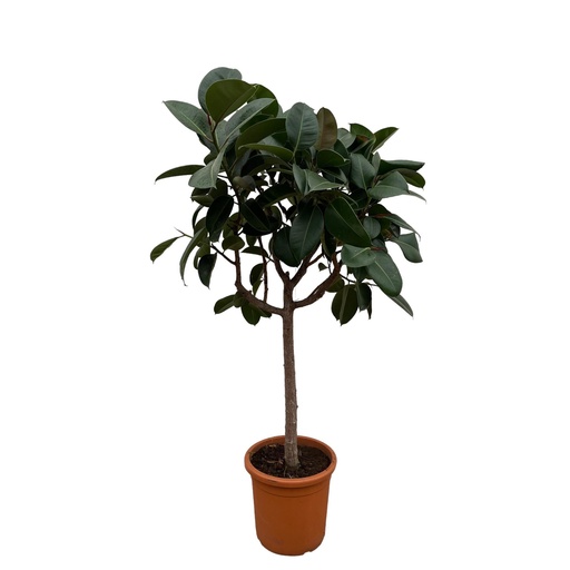 "Ficus Elastica Robusta auf Stamm - 190 cm - ø35-40cm image"