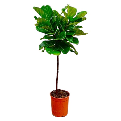 "Ficus Lyrata Stamm - 130 cm - ø24 image"