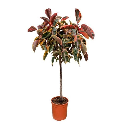 "Ficus Elastica Belize Stamm - 130 cm - ø24 image"
