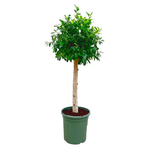 "Indische Lorbeerfeige (Ficus nitida) – pflegeleichte Zimmerpflanze, Höhe ca. 130 cm image"