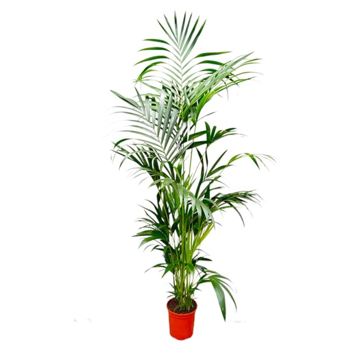 "Kentia Palm - 200 cm - ø24-30cm image"