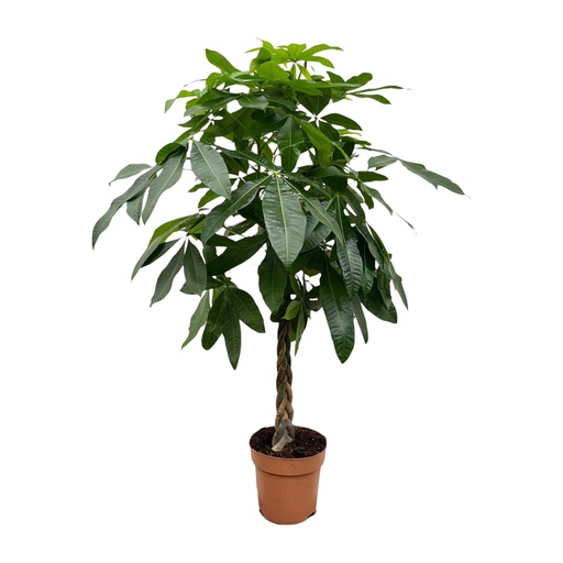 "Pachira Aquatica - 170 cm - ø27 image"