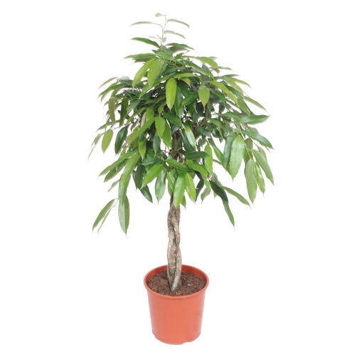 "Ficus Amstel King geflochtener Stamm - 140 cm - ø30 image"