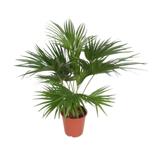 "Livistona Chinensis - 150 cm - ø27 image"