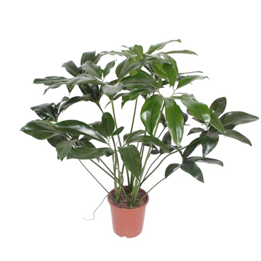 "Philodendron Grün Wunder - 100 cm - ø24 image"