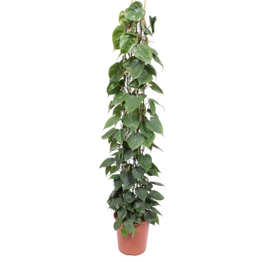"Kletter-Philodendron (Philodendron scandens) – pflegeleichte Zimmerpflanze, Höhe ca. 160 cm image"