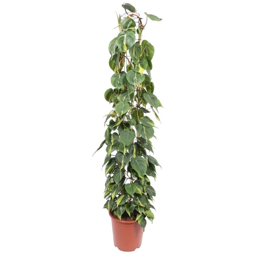 "Herzblatt-Philodendron (Philodendron scandens) – pflegeleichte Zimmerpflanze, Höhe ca. 160 cm image"