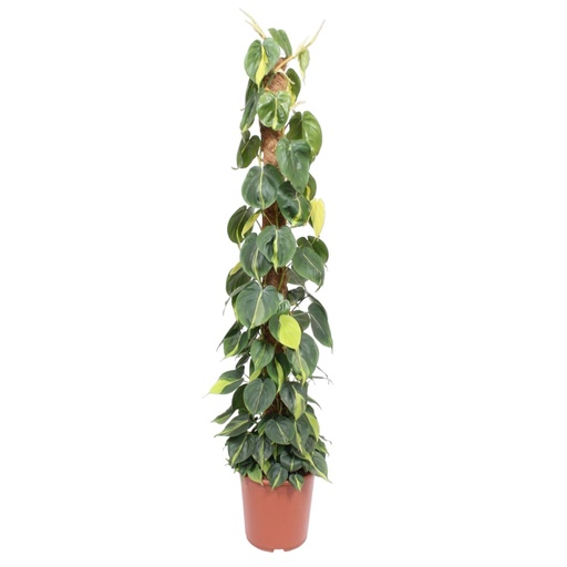 "Kletter-Philodendron (Philodendron scandens) – pflegeleichte Zimmerpflanze, Höhe ca. 150 cm image"