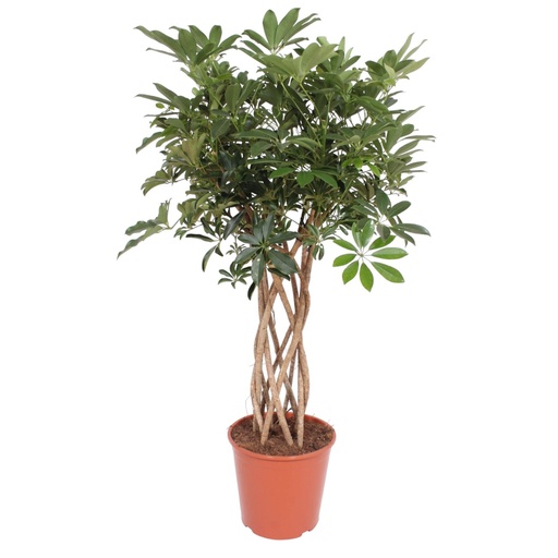 "Kleine Strahlenaralie (Schefflera arboricola) – pflegeleichte Zimmerpflanze, Höhe ca. 130 cm image"