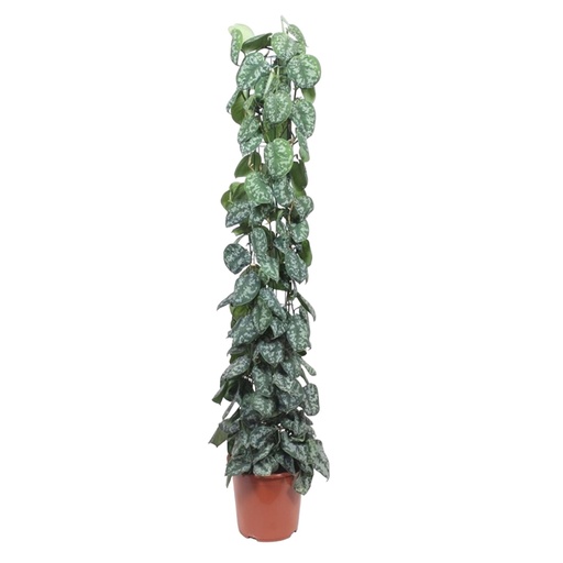"Scindapsus Pictus Trebie Gitter-Rack - 160 cm - ø27 image"