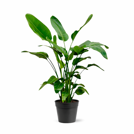"Strelitzia Nicolai - 140 - 150cm - Ø24 image"