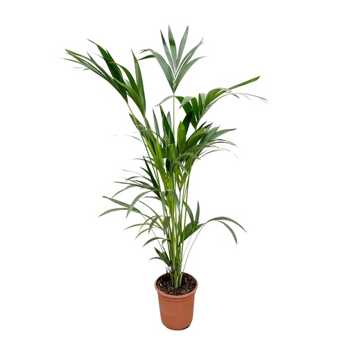 "Kentia-Palme (Tracheophyta) – pflegeleichte Zimmerpflanze, Höhe ca. 160 cm image"