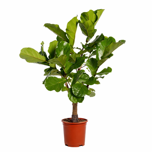 "Ficus Lyrata verzweigt - 130cm - ø 27cm image"