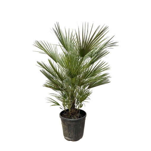 "Chamaerops Humilis - 150 cm - ø30 image"