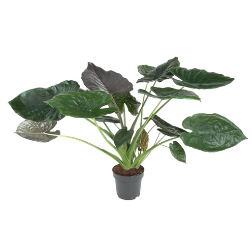 "Elefantenohr 'Wentii' (Alocasia wentii) – pflegeleichte Zimmerpflanze, Höhe ca. 120 cm image"