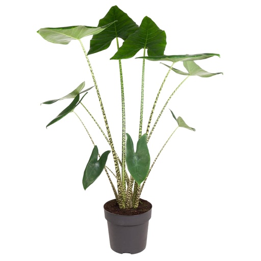 "Zebrina-Pfeilblatt (Alocasia zebrina) – pflegeleichte Zimmerpflanze, Höhe ca. 130 cm image"