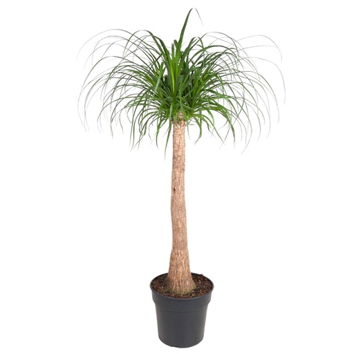 "Beaucarnea Stamm - 120 cm - ø32 image"