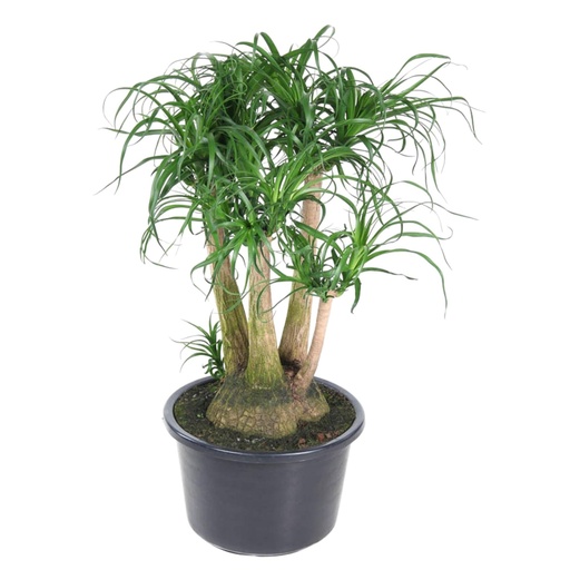 "Beaucarnea verzweigt - 110 cm - ø41 image"