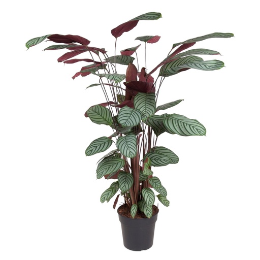 "Korbmarante (Calathea oppenheimiana) – pflegeleichte Zimmerpflanze, Höhe ca. 130 cm image"