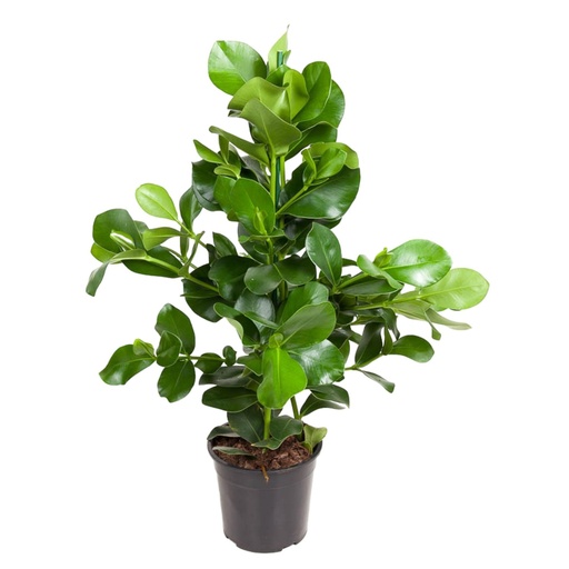 "Balsamapfel (Clusia rosea) – pflegeleichte Zimmerpflanze, Höhe ca. 100 cm image"