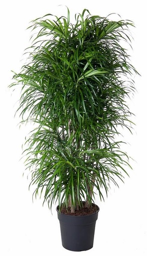 "Dracaena Anita verzweigt - 140 cm - ø31 image"