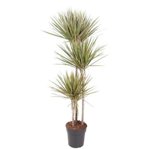 "Dracaena Bicolor - 150 cm - Ø24cm image"