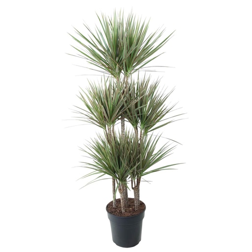 "Dracaena Bicolor Karussell - 150 cm - ø31 image"