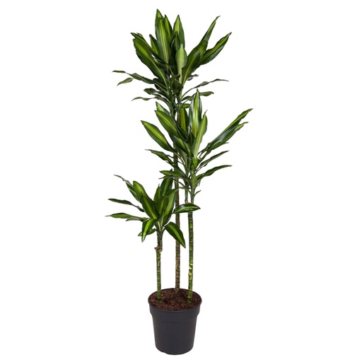 "Gürtel-Drachenbaum (Dracaena cincta) – pflegeleichte Zimmerpflanze, Höhe ca. 160 cm image"