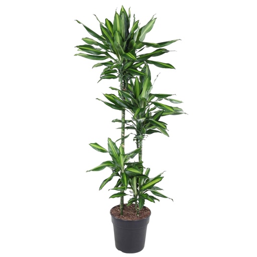 "Cincta-Drachenbaum (Dracaena cincta) – pflegeleichte Zimmerpflanze, Höhe ca. 150 cm image"