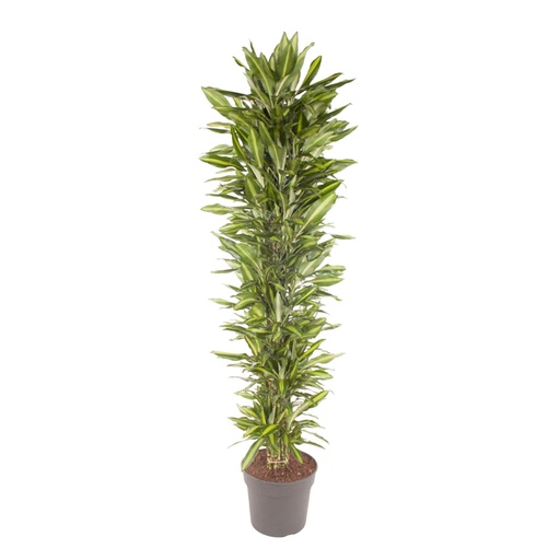 "Dracaena Cintho verzweigt - 210 cm - ø40 image"