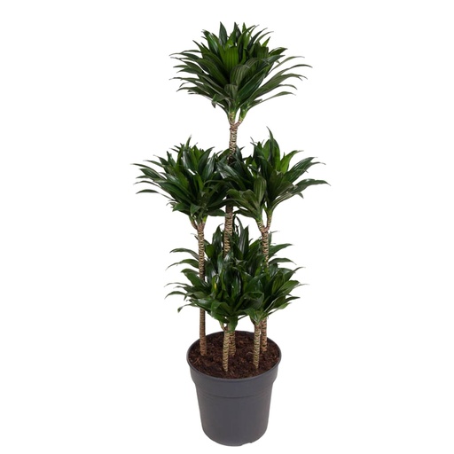 "Dracaena Compacta Karussell - 130 cm - ø31 image"