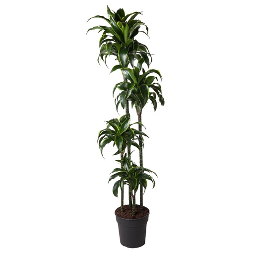 "Dracaena Dorado - 170 cm - ø27 image"