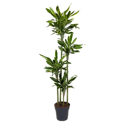 "Goldener Drachenbaum (Dracaena goldieana) – pflegeleichte Zimmerpflanze, Höhe ca. 170 cm image"