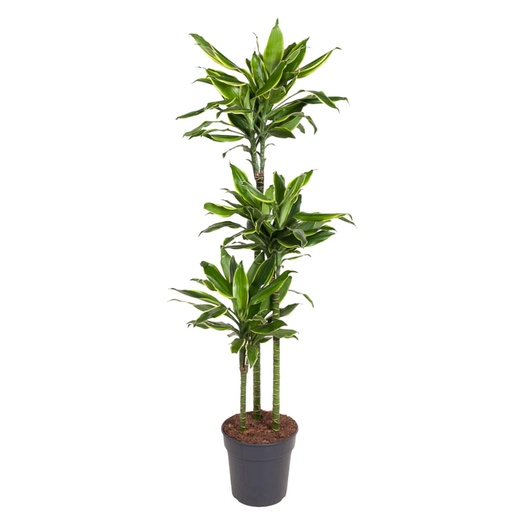 "Dracaena Gold Küste - 150 cm - ø24 image"