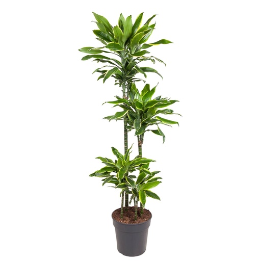 "Dracaena Goldküste - 140 cm - ø27 image"