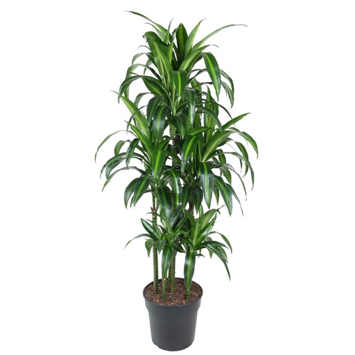 "Dracaena Hawaiiana Karussell - 150 cm - ø31 image"