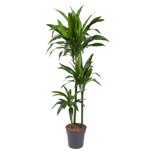 "Drachenbaum (Dracaena jamesii) – pflegeleichte Zimmerpflanze, Höhe ca. 150 cm image"